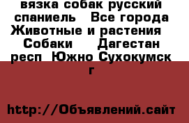 вязка собак русский спаниель - Все города Животные и растения » Собаки   . Дагестан респ.,Южно-Сухокумск г.